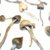 Köp Psilocybe semilanceata online