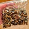 Köp PSILOCYBE CUBENSIS online