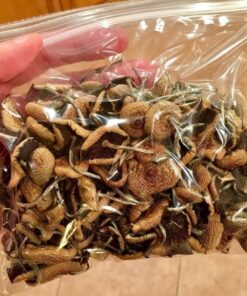 Köp PSILOCYBE CUBENSIS online